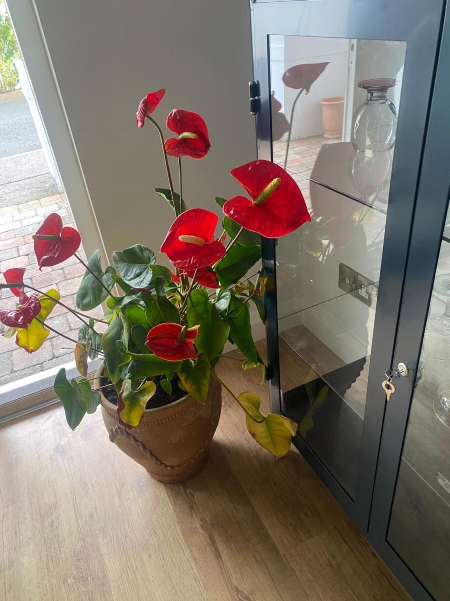 Harbour Sound Apartment, Ballycastle, Causeway Coast מראה חיצוני תמונה